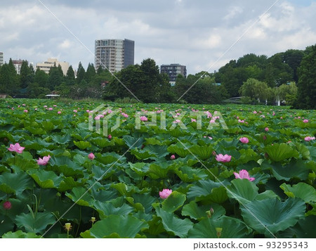 lotus flower spreading all over 93295343