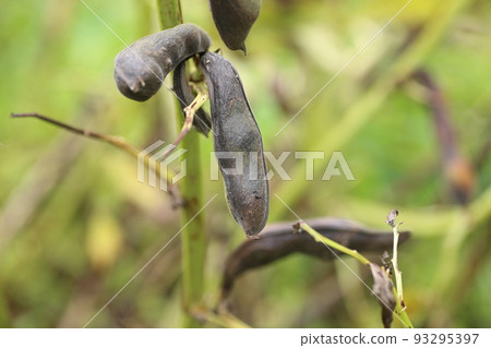 豆莢變黑的熟蠶豆 豆莢變黑的熟蠶豆 93295397
