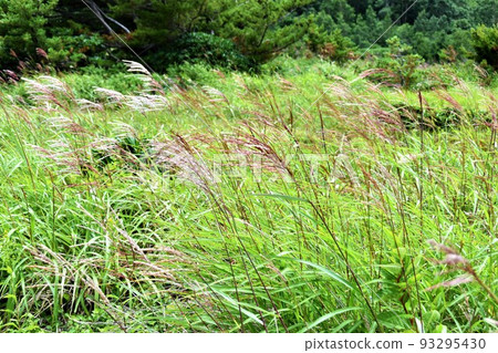 Jododaira pampas grass in summer Jododaira pampas grass in summer 93295430
