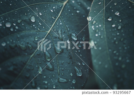 Leaves wet in the rain Background material Leaves wet in the rain Background material 93295667