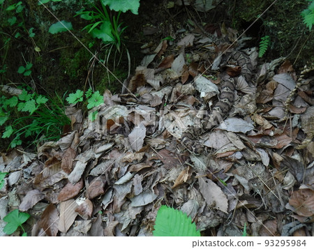 Forest creature Japanese copperhead Forest creature Japanese copperhead 93295984