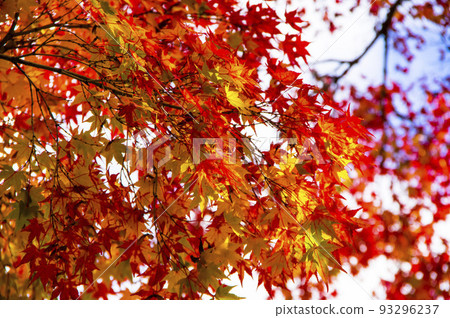 Colored leaves 93296237