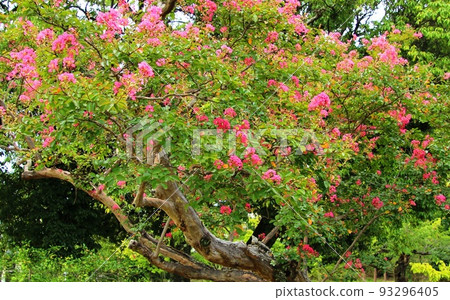 Best time to see sasanqua in Jinno Park 93296405