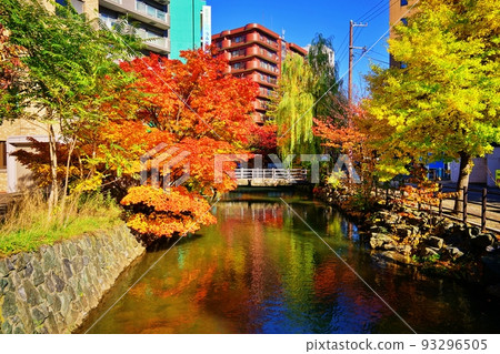 鴨鴨川的紅葉(北海道札幌市中央區) 鴨鴨川的紅葉(北海道札幌市中央區) 93296505