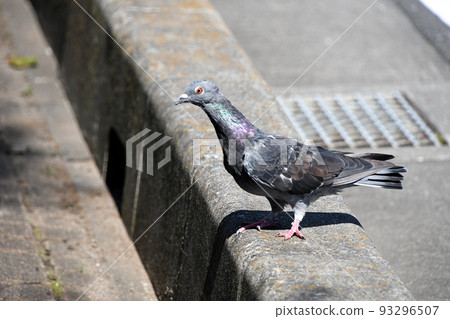 Dobat (dove) 93296507