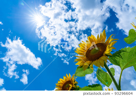 北海道名寄市的向日葵田 93296604