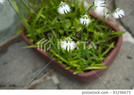 Potted hawthorn Potted hawthorn 93296675