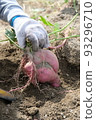 Giant sweet potato found in the field 93296710