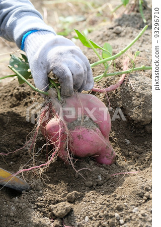 Giant sweet potato found in the field Giant sweet potato found in the field 93296710