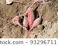 Sweet potatoes harvested by potato digging 93296711