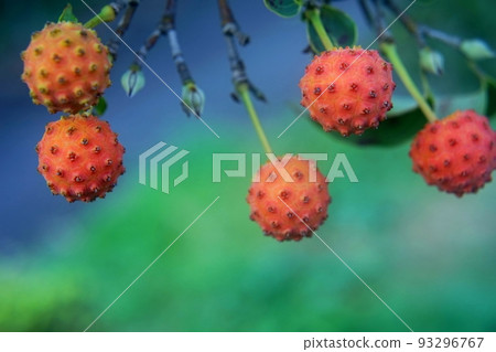 Rows of red wild boushi berries Rows of red wild boushi berries 93296767