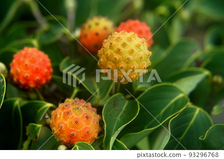 Yamaboshi葉子和紅色莓果 Yamaboshi葉子和紅色莓果 93296768