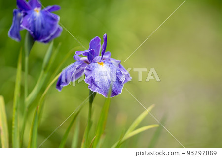 開花在雨季的日本鳶尾花 93297089