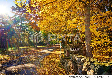 秋天的丸山公園（北海道札幌市中央區） 93297164