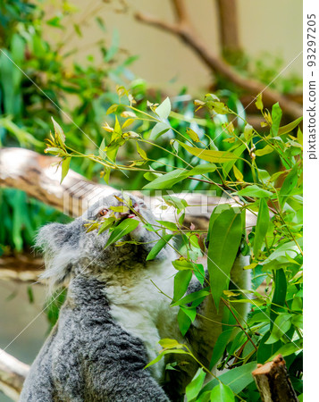A cute and humorous koala, delicious mumbling time 93297205