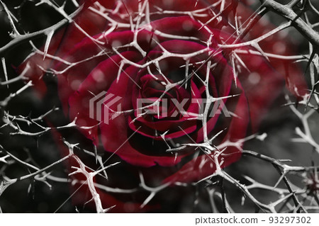 一朵帶刺的玫瑰花，痛苦的，可怕的形象，美麗的東西有刺 93297302