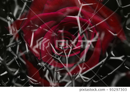A rose flower with thorns, painful, scary image, beautiful things have thorns 93297303
