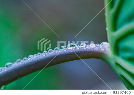 Aligned water droplets on the stem Aligned water droplets on the stem 93297400