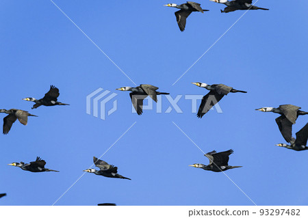 Cormorant crowd Cormorant crowd 93297482