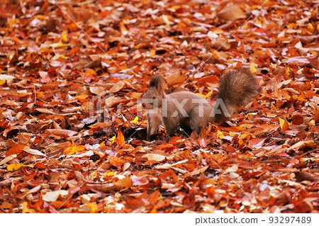 Ezoris在秋天 93297489