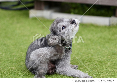 A toy poodle sitting on the lawn of a dog run is scratching behind its ears and looking comfortable 93297607