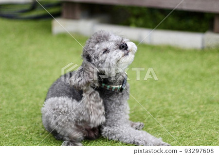 一隻玩具貴賓犬坐在狗跑的草坪上,在耳朵後面抓撓,看起來很舒服 一隻玩具貴賓犬坐在狗跑的草坪上,在耳朵後面抓撓,看起來很舒服 93297608