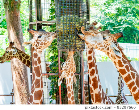 A cute giraffe family Mogmog time together 93297660