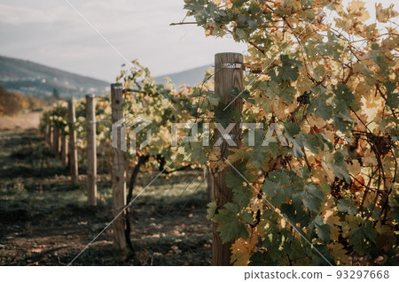 Bright autumn red orange yellow grapevine leaves at vineyard in warm sunset sunlight. Beautiful clusters of ripening grapes. Winemaking and organic fruit gardening. Close up. Selective focus. Bright autumn red orange yellow grapevine leaves at vineyard in warm sunset sunlight. Beautiful clusters of ripening grapes. Winemaking and organic fruit gardening. Close up. Selective focus. 93297668