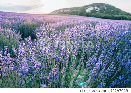 Close up Lavender flower blooming scented fields in endless rows on sunset. Selective focus on Bushes of Lavandula angustifolia purple aromatic flowers at lavender fields. Lavandula officinalis Close up Lavender flower blooming scented fields in endless rows on sunset. Selective focus on Bushes of Lavandula angustifolia purple aromatic flowers at lavender fields. Lavandula officinalis 93297669