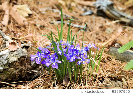 Wildflower iris flower. Wildflower iris flower. 93297960