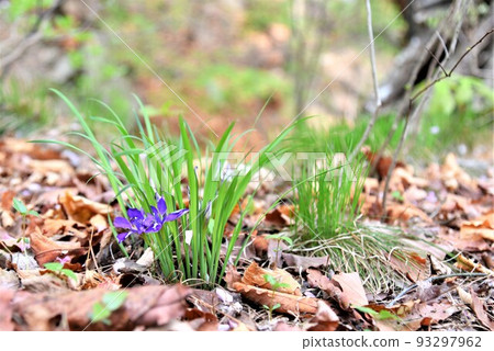 Wildflower iris flower. Wildflower iris flower. 93297962