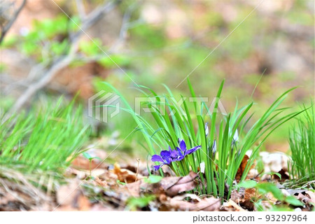 Wildflower iris flower. Wildflower iris flower. 93297964