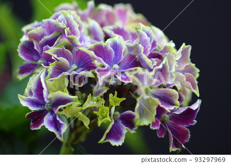 hydrangea hydrangea 93297969
