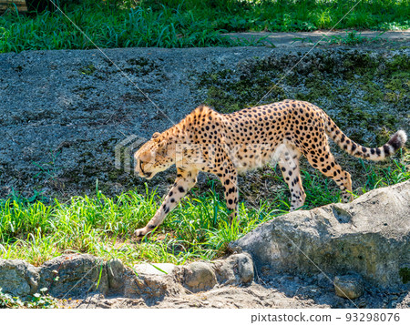 兇猛的野獸,卻是美麗可愛的獵豹 兇猛的野獸,卻是美麗可愛的獵豹 93298076