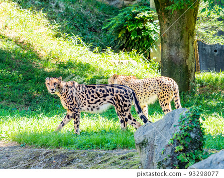 兇猛的野獸，卻是美麗可愛的獵豹 93298077