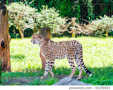 A fierce beast, but a beautiful and cute cheetah 93298091