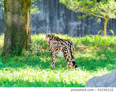 A fierce beast, but a beautiful and cute cheetah 93298128