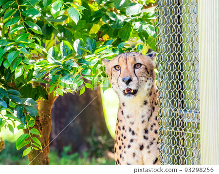 A fierce beast, but a beautiful and cute cheetah A fierce beast, but a beautiful and cute cheetah 93298256