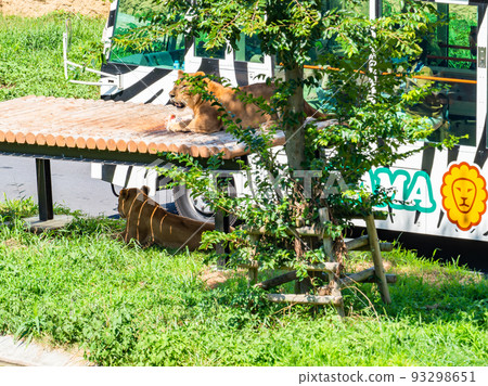 多摩動物園人人喜愛的獅子巴士 93298651