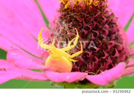 等待獵物的百日莊和安土蜘蛛 93298962