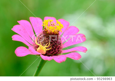 Hyakunichisou and Azuchi spider waiting for prey 93298963