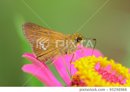 百日莊與蝴蝶 93298966