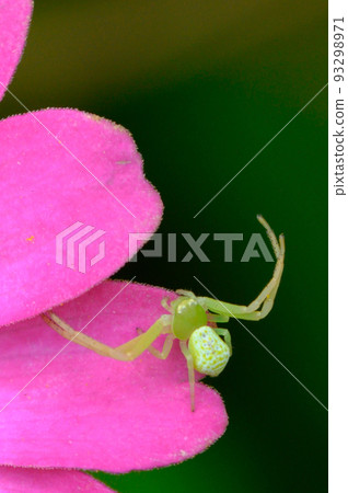 Hyakunichiso and a red spider waiting for prey 93298971