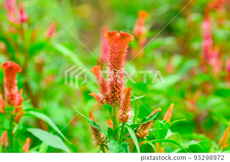 Celosia field Celosia field 93298972