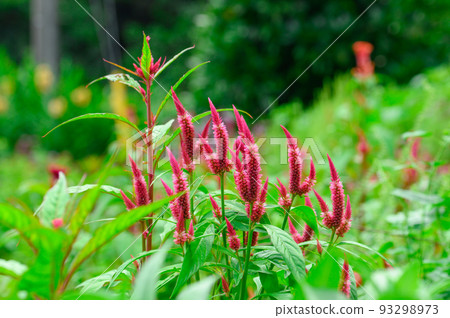 Celosia field 93298973