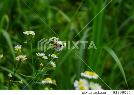一隻蜜蜂 一隻蜜蜂 93299055