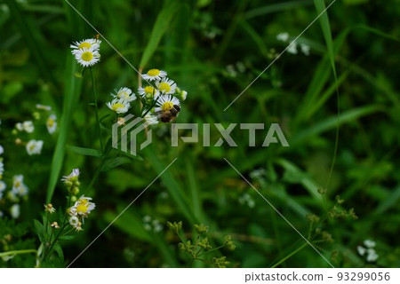 一隻蜜蜂 一隻蜜蜂 93299056