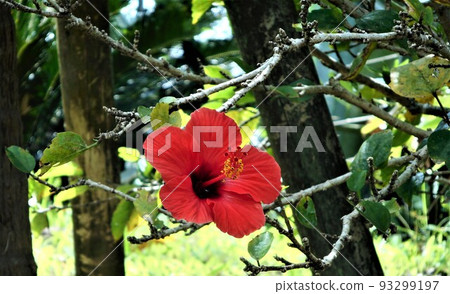 部落花芙蓉 部落花芙蓉 93299197