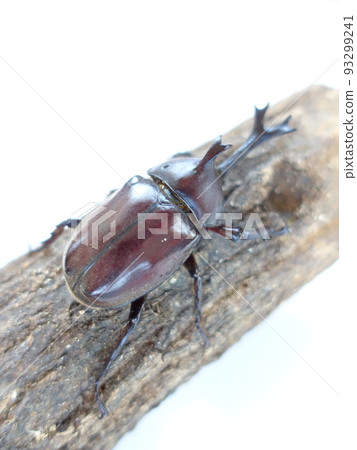 Beetle summer vacation child 93299241