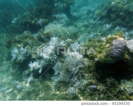 漂白珊瑚沖繩西表島 漂白珊瑚沖繩西表島 93299330